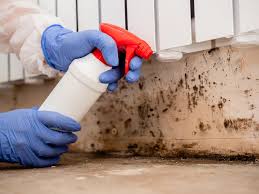 Best Attic Mold Removal  in Mountain City, GA